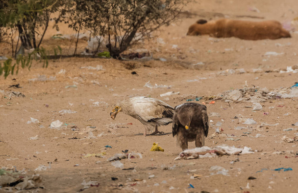 Egyptische gier op zoek naar voedsel om te overleven in jorbeer gier heiligdom in bikaner - Foto, afbeelding