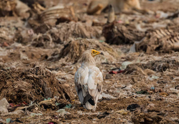 Egyptische gier op zoek naar voedsel om te overleven in jorbeer gier heiligdom in bikaner - Foto, afbeelding