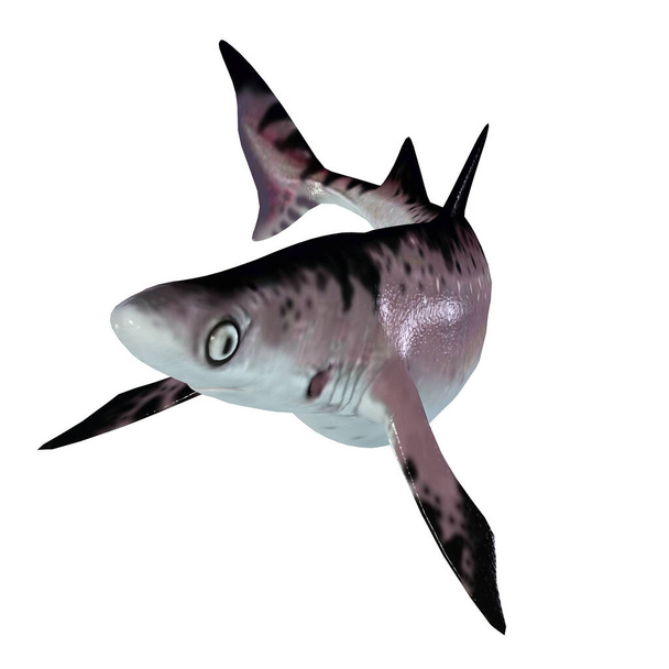 Αυτός ο σαρκοφάγος καρχαρίας hybodont έζησε στις θάλασσες της Βόρειας Αμερικής και της Ευρώπης κατά τη διάρκεια του αρχαίου παρελθόντος. - Φωτογραφία, εικόνα