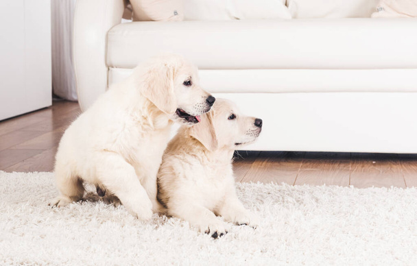 Two retriever puppies at home - Фото, изображение