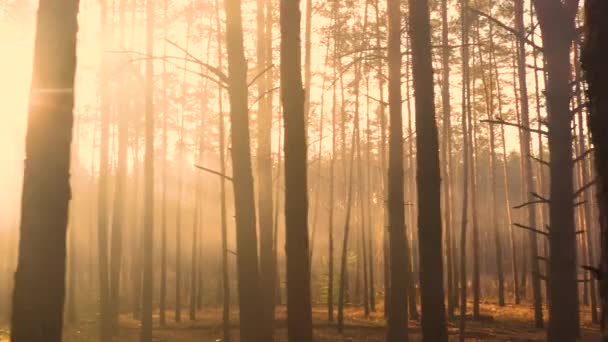 Ormandaki mistik parlaklık, insansız hava aracının yavaş uçuşu, güneş ışınları sislerin arasından yol alır.. - Video, Çekim