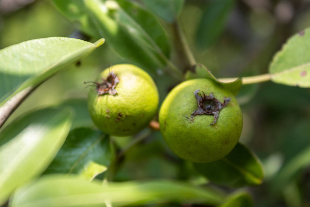 Wilde perentak met kleine onrijpe groene vruchten - Foto, afbeelding