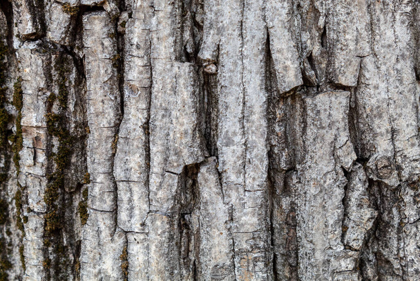 Closeup Walnut Tree Bark Texture Background - Fotoğraf, Görsel