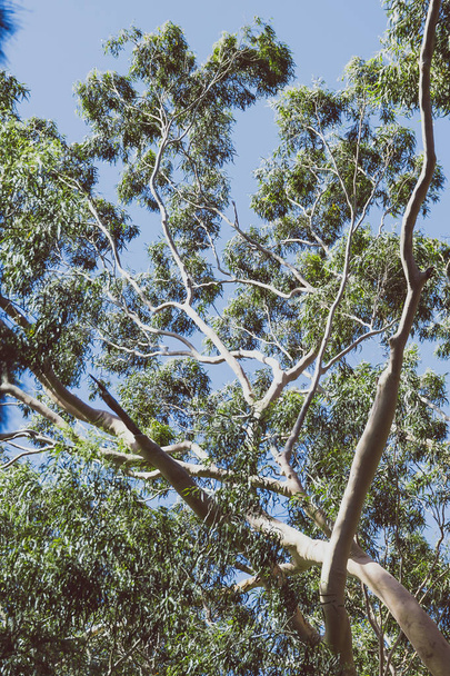 eucalyptus lemon scented gum tree shot outdoor under strong sunshine in Western Australia - Fotoğraf, Görsel