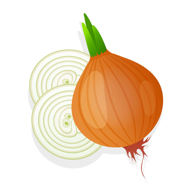 Unpeeled onion bulb with green sprout and slice isolated on white background. Ripe onion. Vector illustration - Vector, Image