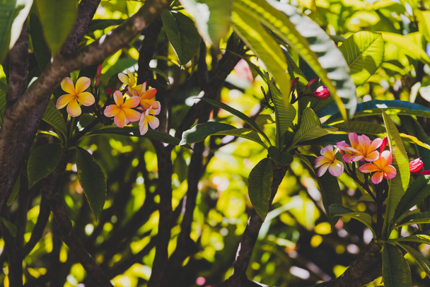 pink frangipani or plumeria tree shot outdoor under strong sunshine in Western Australia - 写真・画像