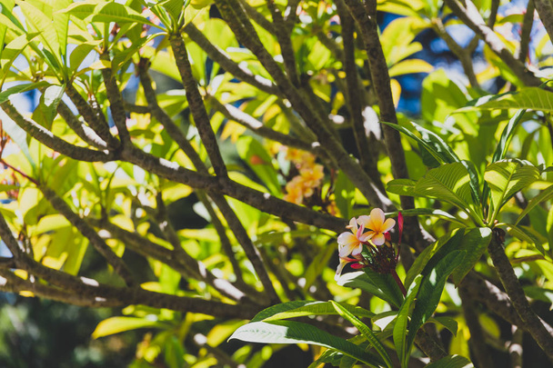 pink frangipani or plumeria tree shot outdoor under strong sunshine in Western Australia - Photo, image