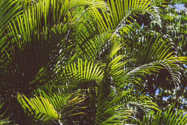 tropical palm trees with sun shinging through their leaves shot outdoor under strong sunshine in Western Australia - Photo, image