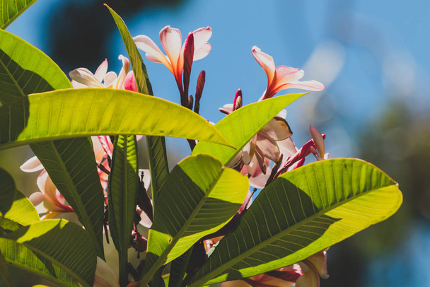 tropical pink plumeria or frangipani tree shot outdoor under strong sunshine in Western Australia - Φωτογραφία, εικόνα