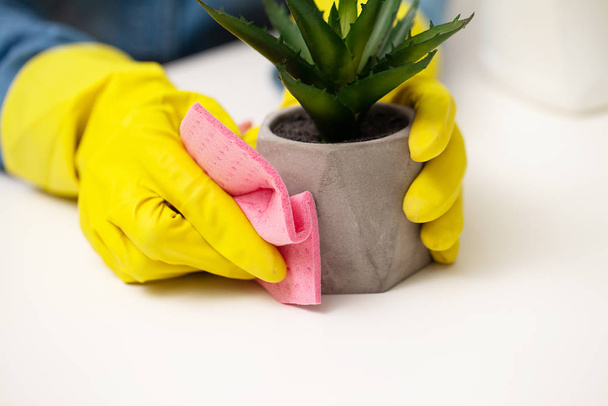 Empresa de limpieza trabajador cuida de una planta - Foto, imagen