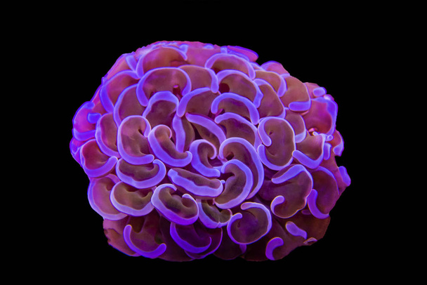 Euphyllia ancora - Beuatiful frag of hammer LPS coral - Фото, зображення