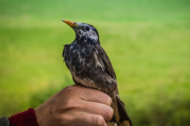 On his hand is a bird with white black plumage, a starling with a yellow beak. Proudly raised head, dignity. Ornithology, the science of birds. The green background is blurred. - Photo, Image
