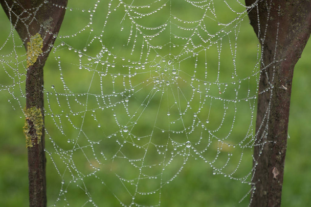 Дощ падає на павутину. На зеленому тлі павутинна мережа правильно сформована
. - Фото, зображення