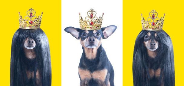 Three stylish portraits of dogs in crowns, isolated, set.  Dogs are kings, princes are concept.  - Photo, Image