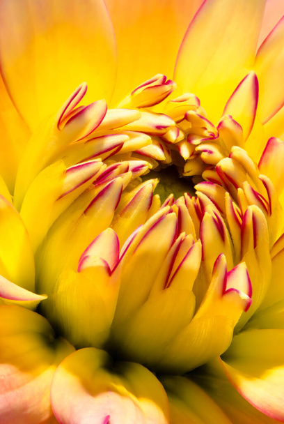 Sueños amarillos - macro retrato de color suave de una sola flor de dalia floreciente roja amarilla aislada con pétalos que parecen uñas o pintados con lápiz labial - bodegón floral pop art fantasy
 - Foto, Imagen