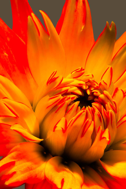 Fine art kwiatowy intensywny kolor makro kwiat portret pojedynczego odizolowanego ognisty czerwony kwitnący świecący kwiat dahlii w pop-art fantasy kolorowy surrealistyczny styl malarstwa - Zdjęcie, obraz