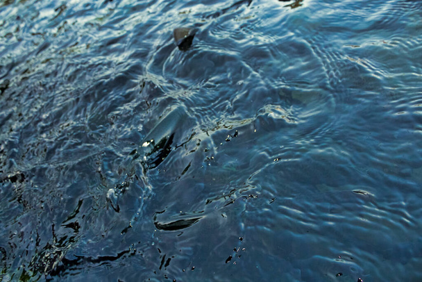 fondo de agua y peces, Color negro y azul
 - Foto, Imagen