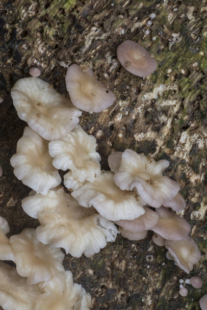 racimos de hongos blancos no comestibles en descomposición en el tronco del árbol muerto
 - Foto, Imagen