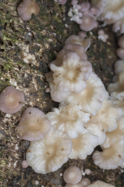 clusters of rotting inedible white fungi on the dead tree trunk - Photo, Image