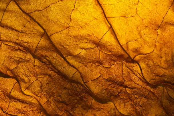 Textura da folha de tabaco fundo close-up macro. tabaco seco
 - Foto, Imagem