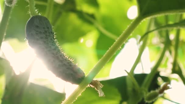 fresh cucumbers grown in open field. plantation of cucumbers. cucumber grows on a bush in the sun. Growing cucumbers in greenhouses. garden business. blooming cucumber. ecologically clean. - Footage, Video