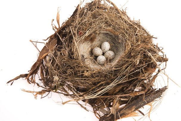 Detail of bird eggs in nest - Photo, Image