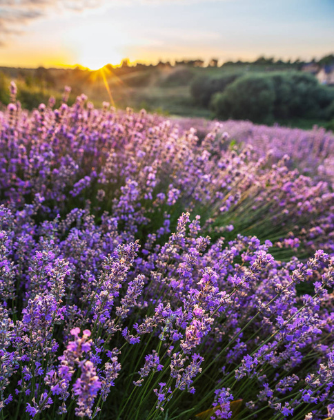 Kleurrijke bloeiende lavandula of lavendelveld in het ochtendlicht. Een lichte ochtendmist op de achtergrond. - Foto, afbeelding