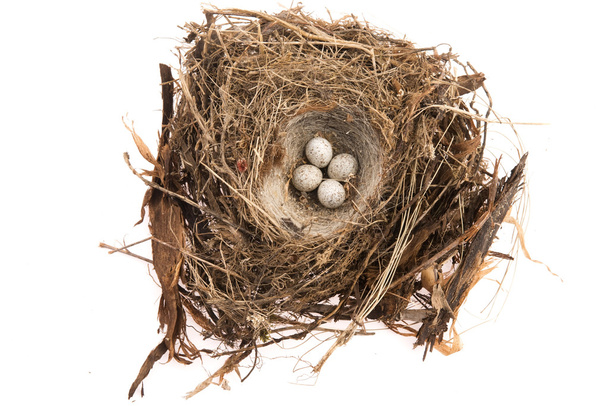 Detalhe de ovos de pássaro no ninho
 - Foto, Imagem