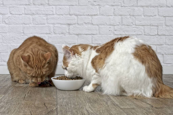 Zwei Katzen essen getrocknetes Tierfutter aus einer gemeinsamen Futterschale. - Foto, Bild