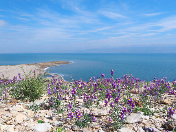Beautiful Purple Linaria Haelava Flowers Bloom off the Coast of the Dead Sea. - Photo, Image