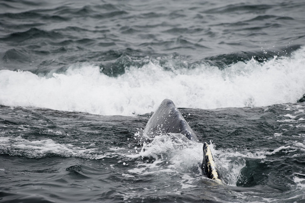 アラスカのザトウクジラ - 写真・画像