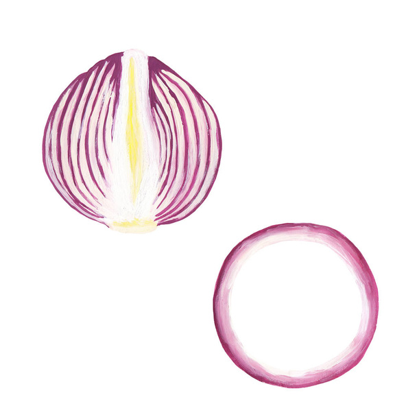 Połowę fioletowej cebuli i cebuli przecięto na biało. Ręcznie rysowane realistyczne ilustracje cebuli. Rysunek części cebuli z farbami gwasz - Zdjęcie, obraz