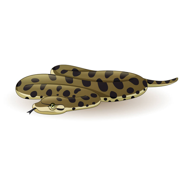 Vector illustration of Cartoon anaconda snake on white background - Vector, Image