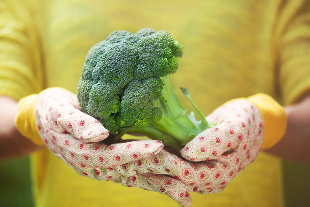 Faceless crop person in colorful gloves holding big green broccoli in hands on blurred background - Photo, image