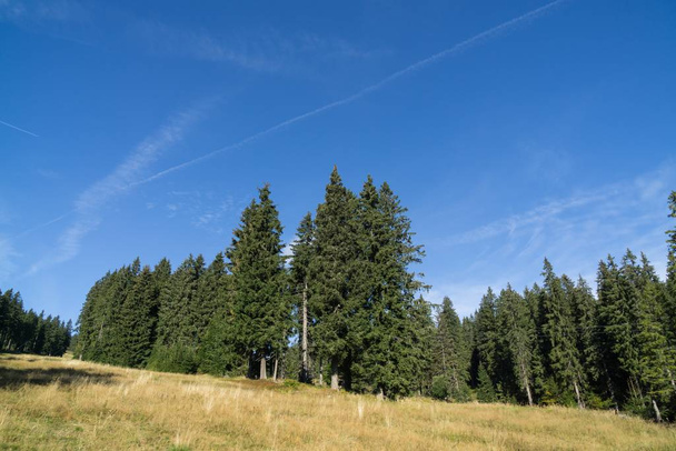 Színes őszi erdő fákkal, Szlovákia - Fotó, kép