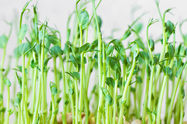 Microgreens. Growing sprouted peas close up view - Фото, изображение