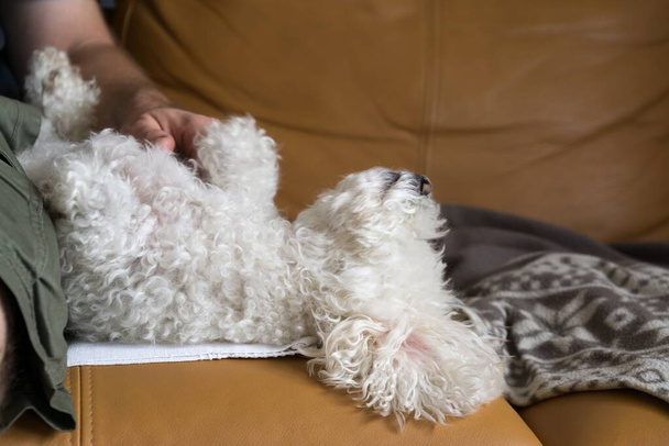 πορτρέτο του λευκού μικρού σκύλου στο σπίτι - Φωτογραφία, εικόνα