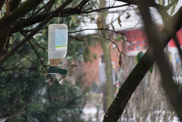 Pták v krmivu pro ptáky během zimního sněžení. Slovensko - Fotografie, Obrázek