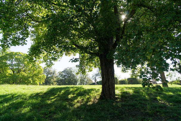 zelené stromy v krásném parku  - Fotografie, Obrázek