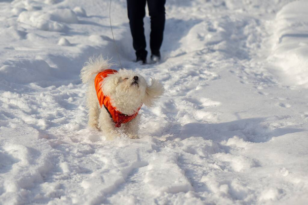  beyaz küçük köpek kış vakti oynuyor. - Fotoğraf, Görsel