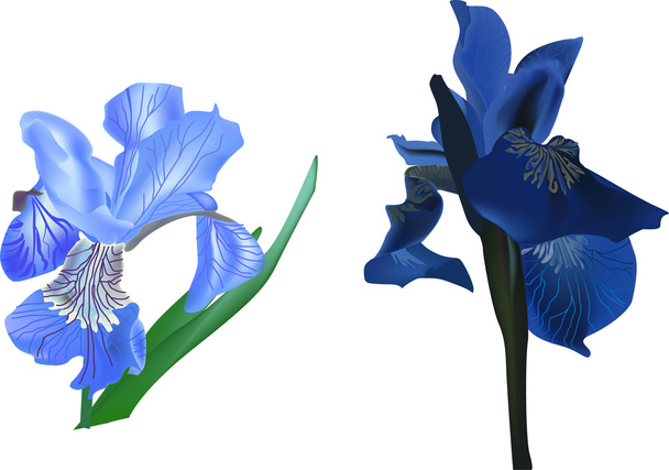 δύο μπλε λουλούδια ίριδας σε λευκό - Διάνυσμα, εικόνα