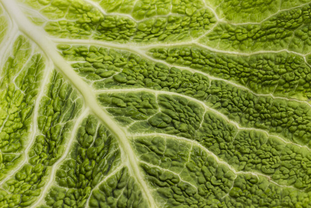 Savoy cabbage leaf, close up, texture background, flat lay - Фото, изображение