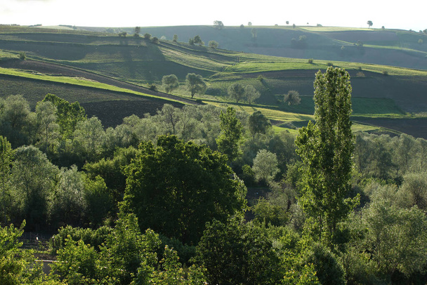 αγροτικό τοπίο πράσινα καλλιεργούμενα χωράφια - Φωτογραφία, εικόνα