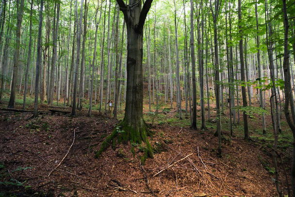 森林、スロバキアの秋の木 - 写真・画像