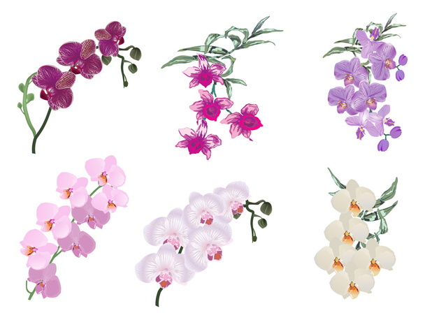 sechs farbige Orchideen Blütenstände auf weiß - Vektor, Bild