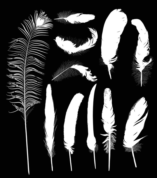Eleven white feathers - Vector, Image