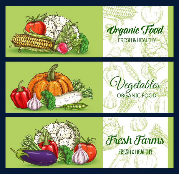 Zöldségek és tanyasi zöldségek, vektoros vázlatok a piacról és az élelmiszerboltról. Karfiol és brokkoli káposzta vázlat, paradicsom és fokhagyma, kukorica, bors, retek és spárga, padlizsán és tök - Vektor, kép