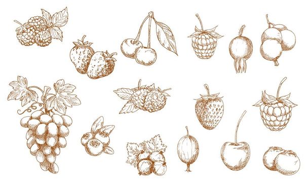 Wild and garden berry isolated sketches. Vector strawberry, raspberry, cherry and blueberry, blackberry, cranberry, red and black currant, gooseberry, bilberry, grape and briar berry objects - Vector, Image