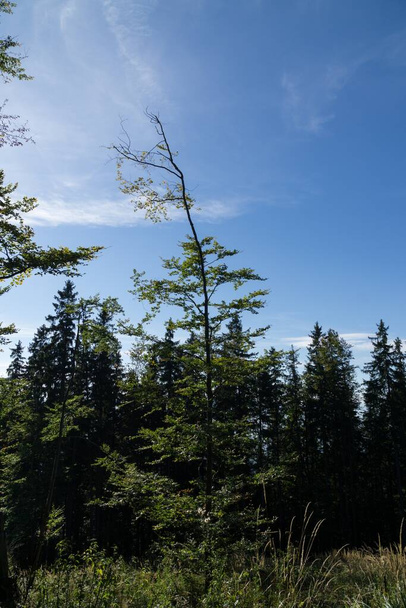 Барвистий осінній ліс з деревами (Словаччина). - Фото, зображення