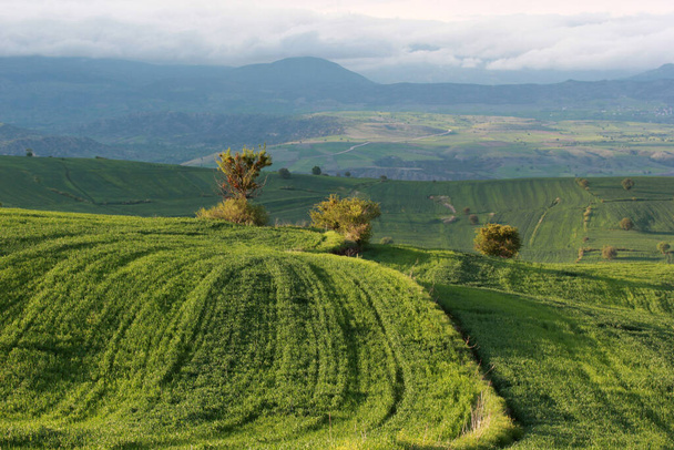 сільський ландшафт зелені культивовані поля
 - Фото, зображення
